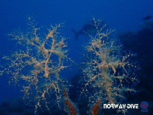 24.08.2020 Deep Dive Penyes Rotges