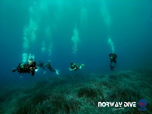 Norwaydive  ©Norwaydive  
Follow us on Instagram - @norwaydivemallorca
Follow us on Facebook – Norwaydive
Photos: Andre Foeleide
