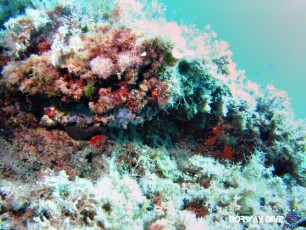 Discover Scuba Diving and one of the most important dives of the Advanced Open Water course - Peak Performance Buoyancy!