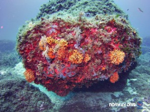 25.09.2017 Fun Dive & Discover Scuba Diving