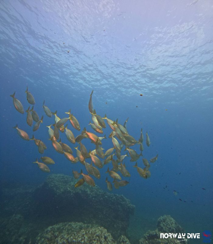 PADI Open Water Diver - Image 21