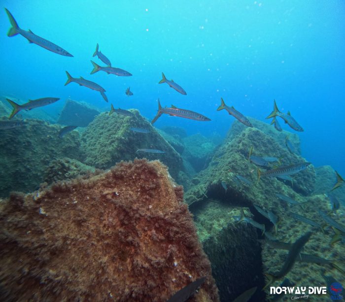 PADI Open Water Diver - Image 18