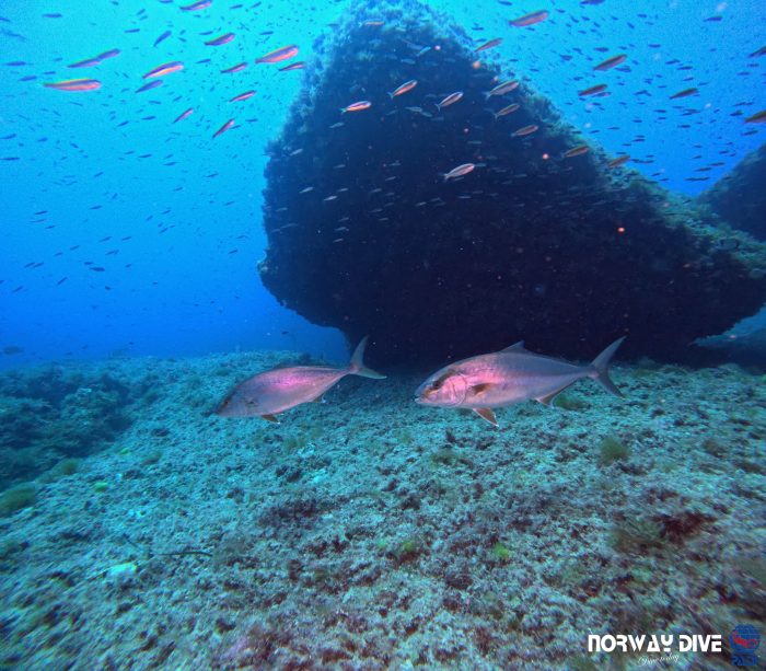PADI Advanced Open Water Diver - Image 16