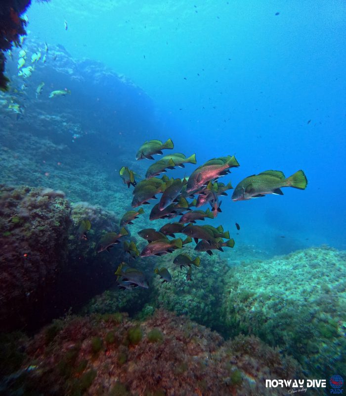 PADI Advanced Open Water Diver - Image 15