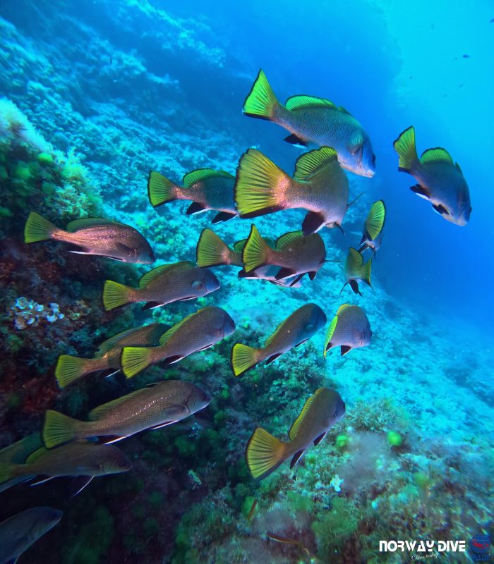 PADI Advanced Open Water Diver - Image 14