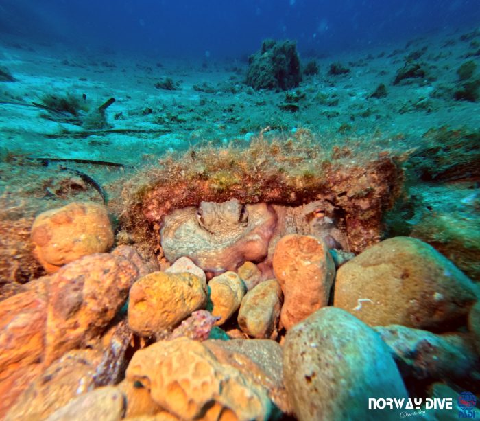 PADI Open Water Diver - Image 6