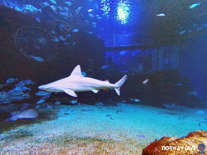 Shark Diving at Palma Aquarium - Image 51