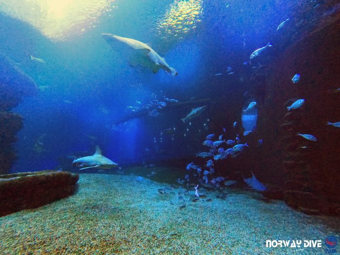 Shark Diving at Palma Aquarium - Image 50
