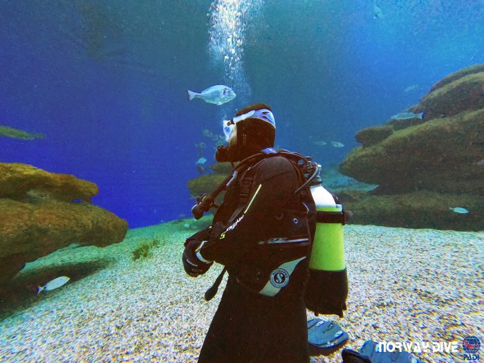 Shark Diving at Palma Aquarium - Image 49