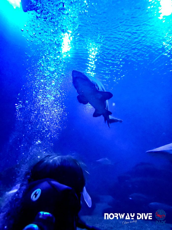 Shark Diving at Palma Aquarium - Image 48
