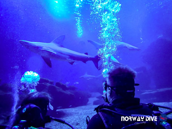 Shark Diving at Palma Aquarium - Image 47