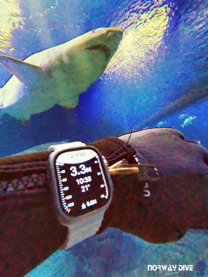 Shark Diving at Palma Aquarium - Image 46
