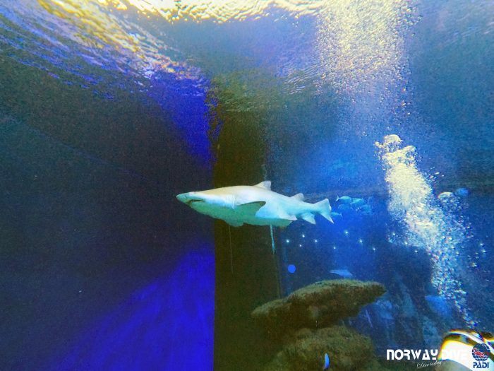 Shark Diving at Palma Aquarium - Image 45