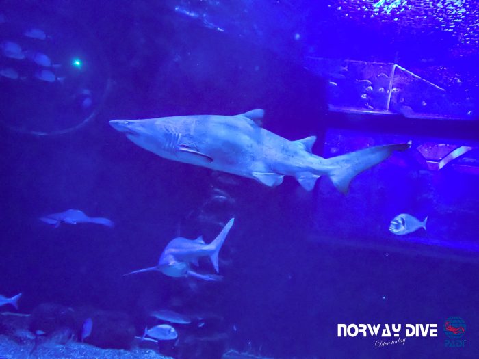 Shark Diving at Palma Aquarium - Image 44