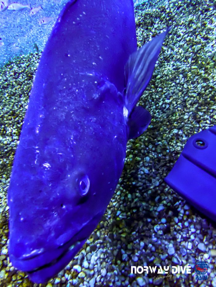 Shark Diving at Palma Aquarium - Image 42