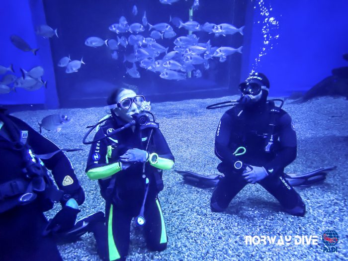 Shark Diving at Palma Aquarium - Image 41
