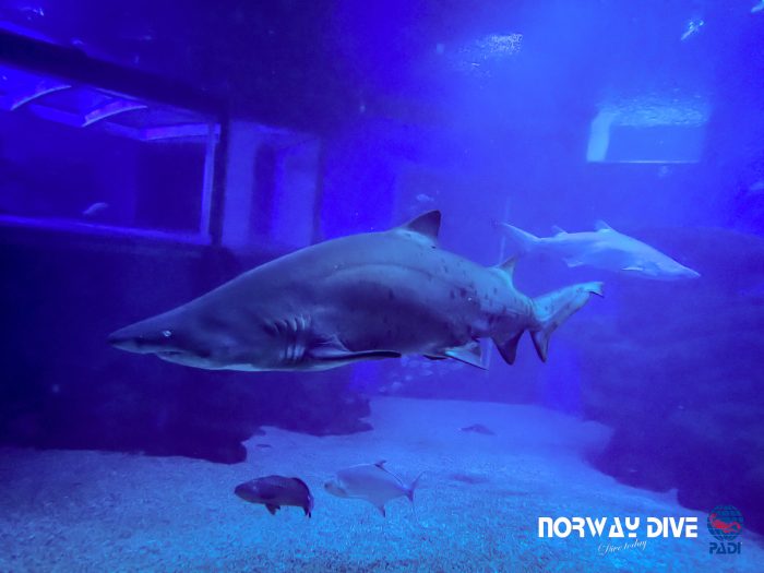 Shark Diving at Palma Aquarium - Image 40