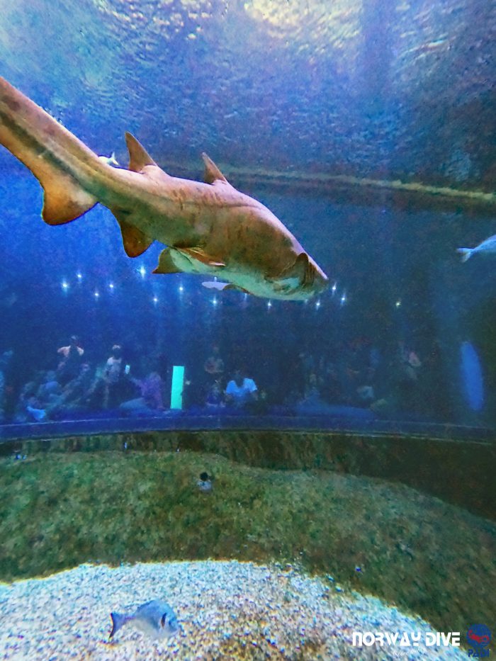 Shark Diving at Palma Aquarium - Image 38