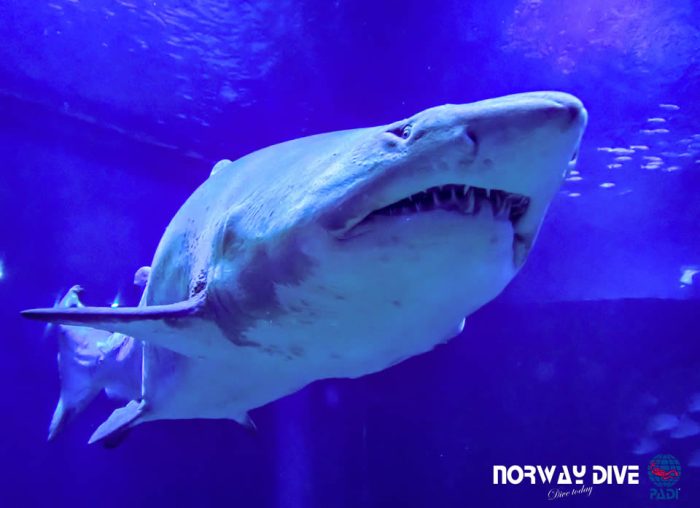 Shark Diving at Palma Aquarium - Image 98