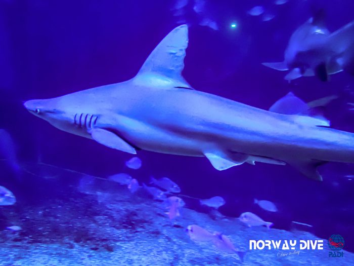 Shark Diving at Palma Aquarium - Image 37