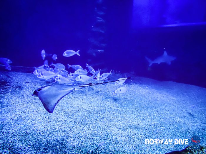 Shark Diving at Palma Aquarium - Image 35