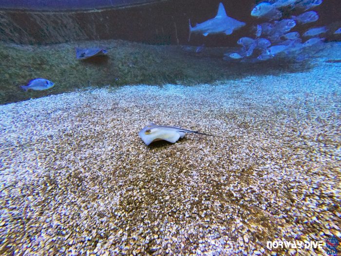 Shark Diving at Palma Aquarium - Image 34
