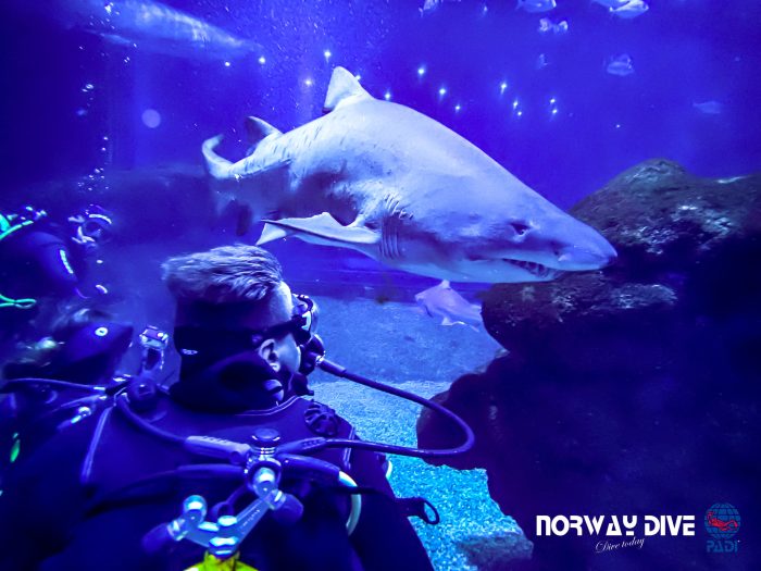 Shark Diving at Palma Aquarium - Image 33
