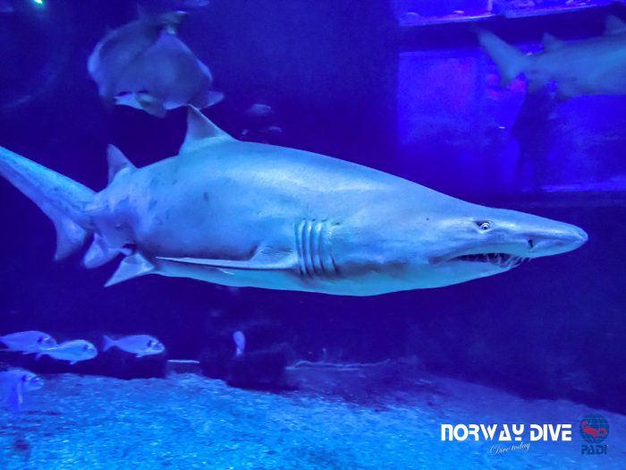 Shark Diving at Palma Aquarium - Image 32