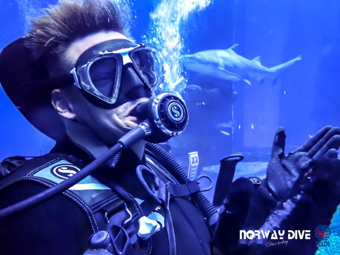 Shark Diving at Palma Aquarium - Image 31