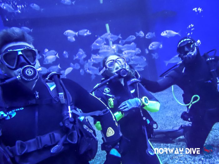 Shark Diving at Palma Aquarium - Image 30