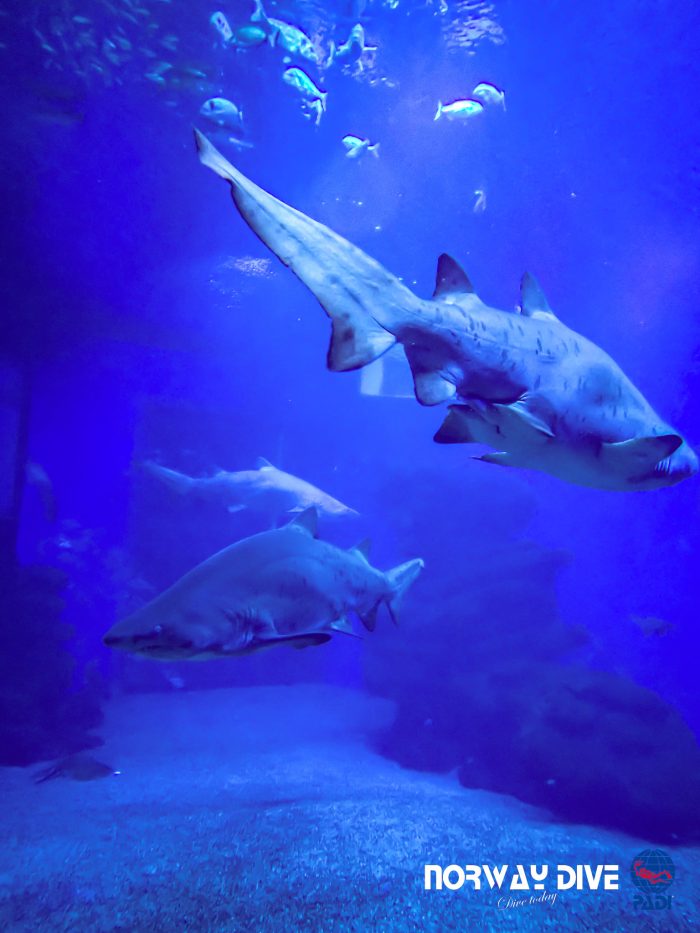 Shark Diving at Palma Aquarium - Image 29