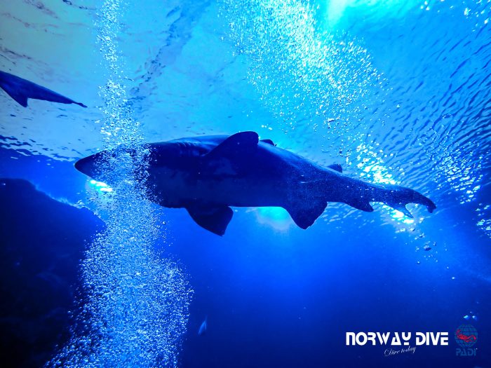 Shark Diving at Palma Aquarium - Image 28