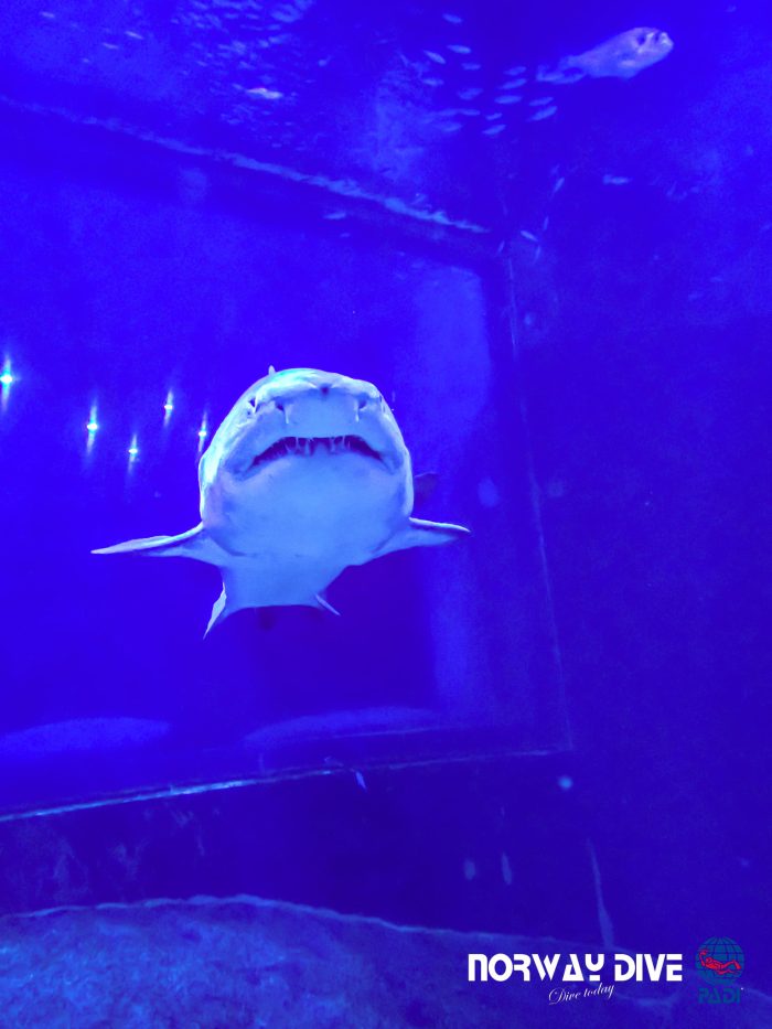 Shark Diving at Palma Aquarium - Image 27