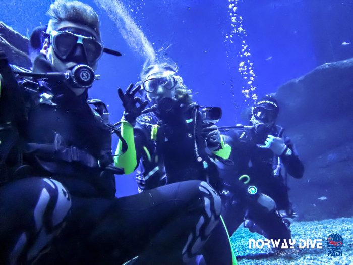 Shark Diving at Palma Aquarium - Image 26
