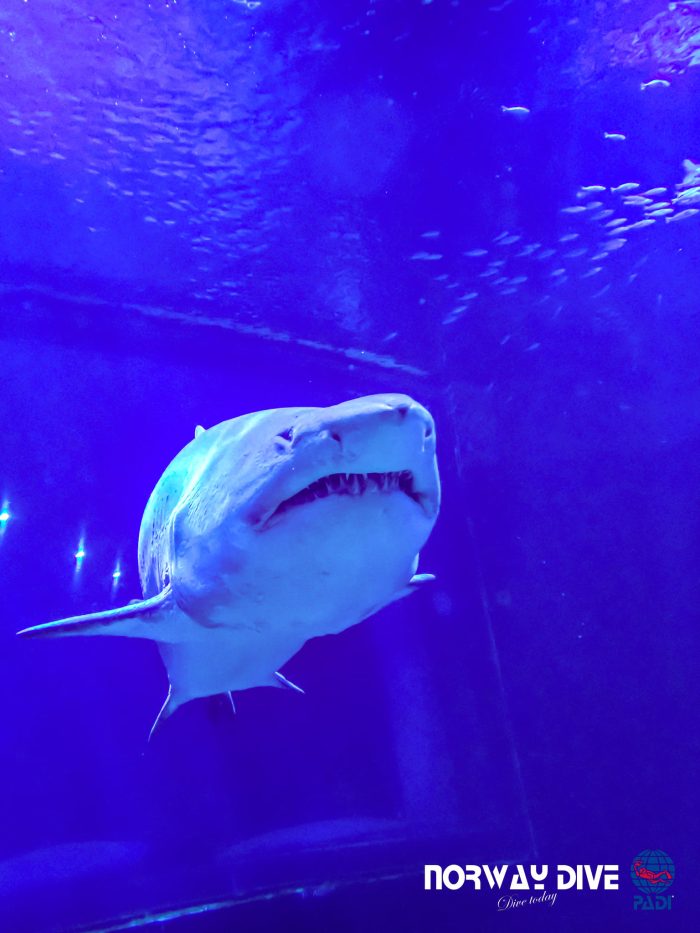 Shark Diving at Palma Aquarium - Image 25