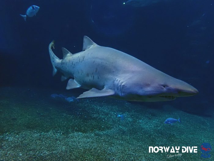 Shark Diving at Palma Aquarium - Image 24