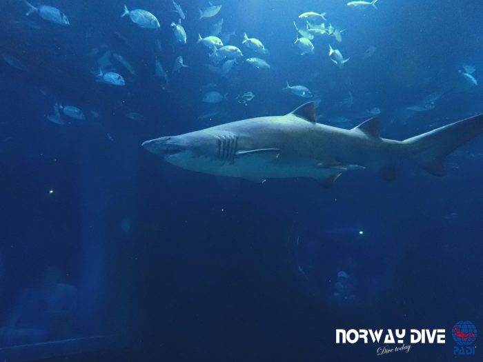 Shark Diving at Palma Aquarium - Image 23