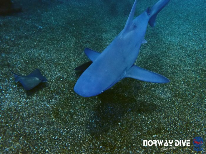 Shark Diving at Palma Aquarium - Image 22