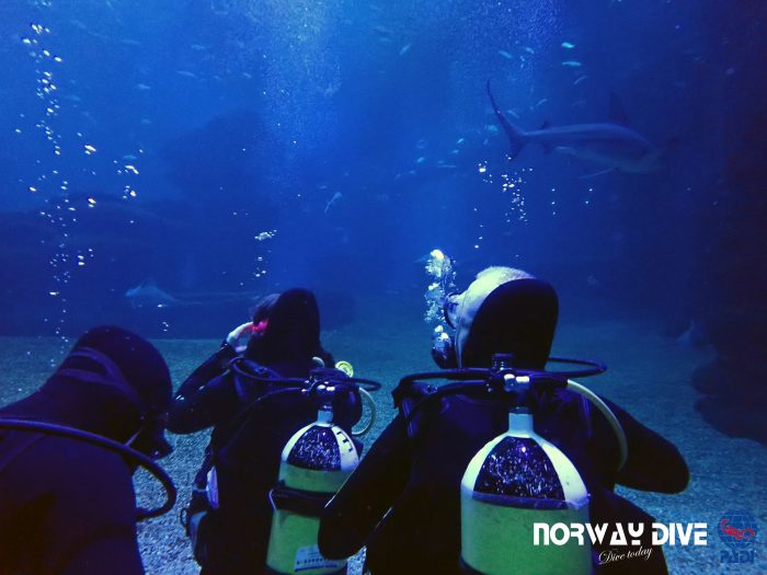 Shark Diving at Palma Aquarium - Image 21