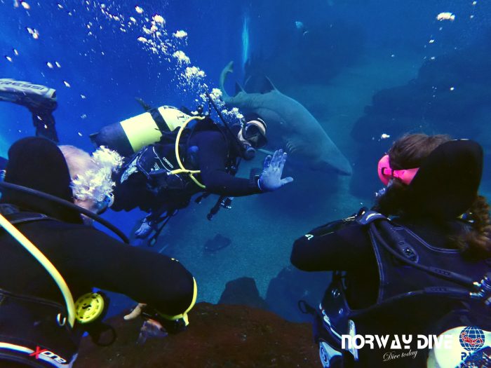 Shark Diving at Palma Aquarium - Image 20