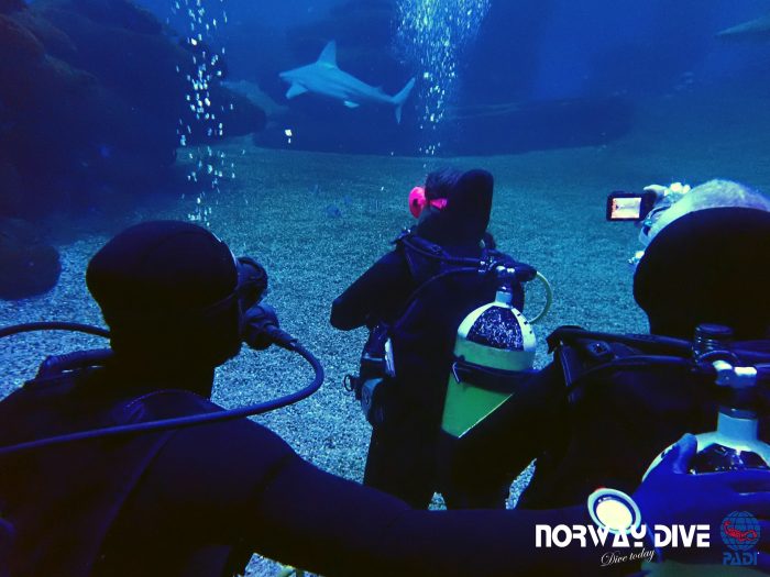 Shark Diving at Palma Aquarium - Image 19