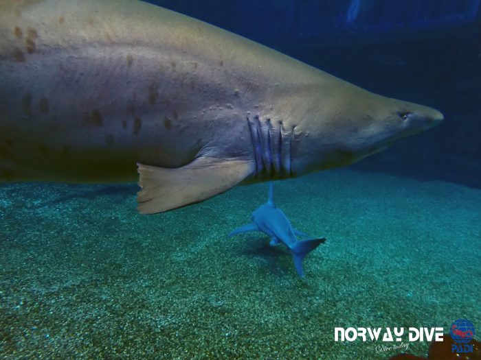 Shark Diving at Palma Aquarium - Image 17