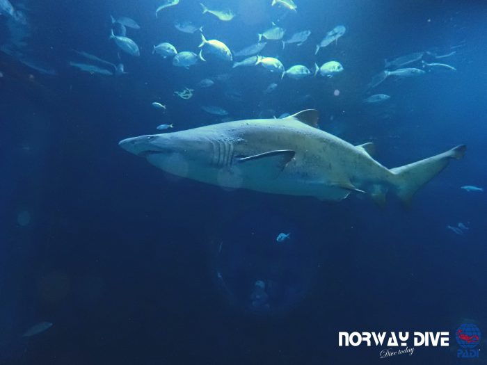 Shark Diving at Palma Aquarium - Image 16