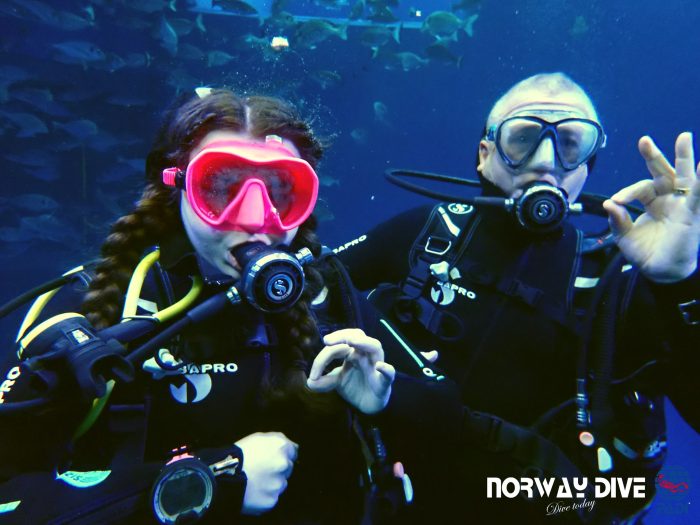 Shark Diving at Palma Aquarium - Image 15