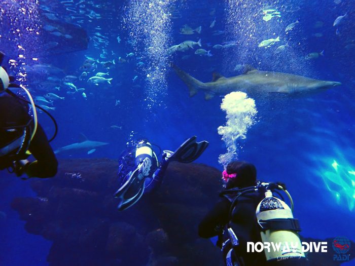 Shark Diving at Palma Aquarium - Image 14