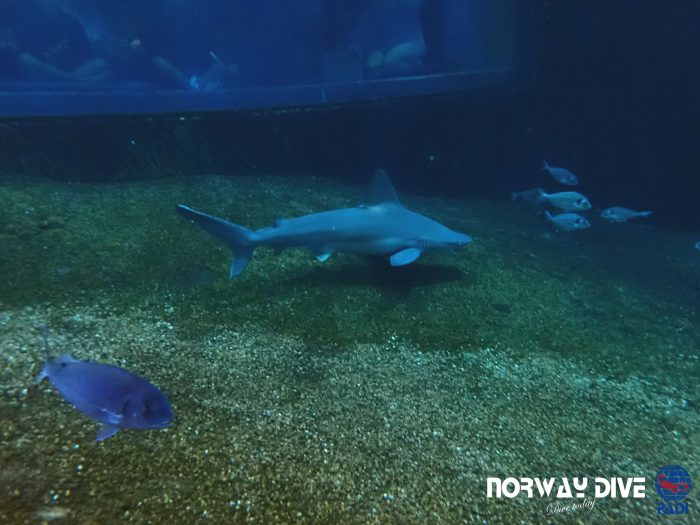 Shark Diving at Palma Aquarium - Image 13