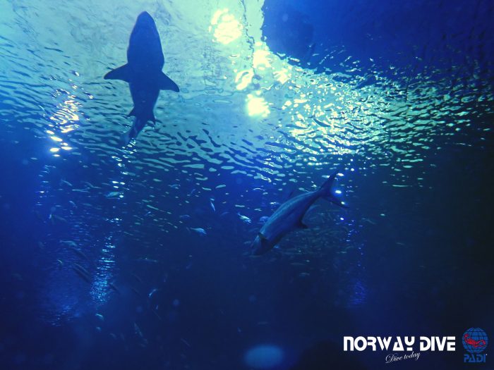 Shark Diving at Palma Aquarium - Image 5