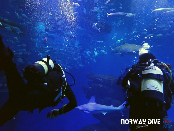 Shark Diving at Palma Aquarium - Image 4