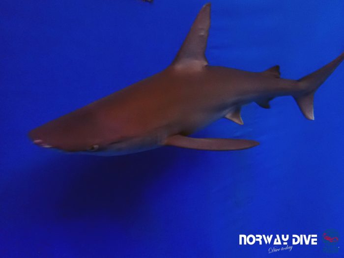 Shark Diving at Palma Aquarium - Image 3