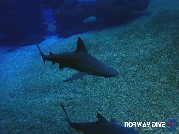 Shark Diving at Palma Aquarium - Image 12